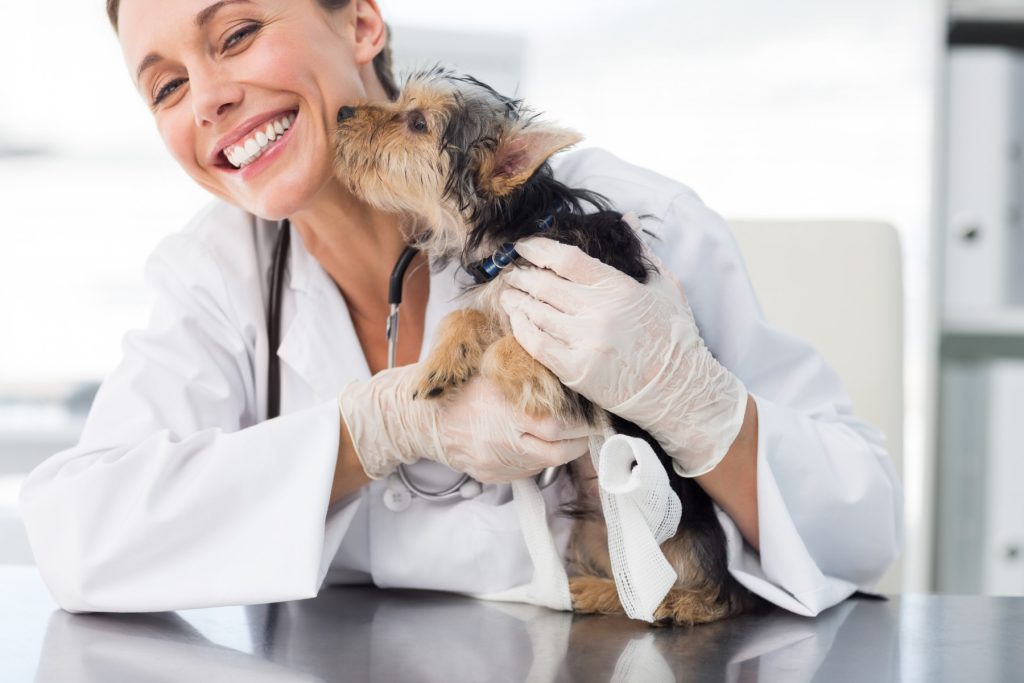 mobiliario clinico veterinario acero inoxidable